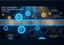 Презентация 'Bioloģiskā elektrība: neirona iekšējais kosmoss', 4.