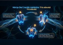 Презентация 'Bioloģiskā elektrība: neirona iekšējais kosmoss', 8.