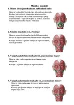Конспект 'Sejas muskuļi', 3.