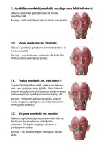 Конспект 'Sejas muskuļi', 5.