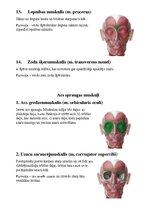 Конспект 'Sejas muskuļi', 6.