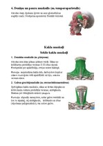 Конспект 'Sejas muskuļi', 8.