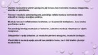 Презентация 'Muskuļu funkcijas', 13.