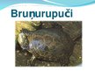 Презентация 'Bruņurupuči', 1.