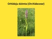 Презентация 'Orhideju dzimta', 2.