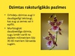 Презентация 'Orhideju dzimta', 4.