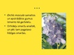 Презентация 'Orhideju dzimta', 11.