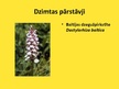 Презентация 'Orhideju dzimta', 12.