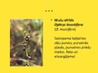 Презентация 'Orhideju dzimta', 16.
