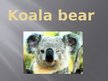 Презентация 'Koala Bear', 1.