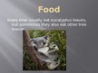 Презентация 'Koala Bear', 4.