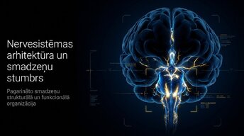 Презентация 'Nervu sistēmas arhitektūra un smadzeņu stumbrs', 1.