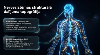 Презентация 'Nervu sistēmas arhitektūra un smadzeņu stumbrs', 2.