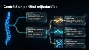 Презентация 'Nervu sistēmas arhitektūra un smadzeņu stumbrs', 3.