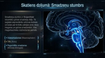 Презентация 'Nervu sistēmas arhitektūra un smadzeņu stumbrs', 4.