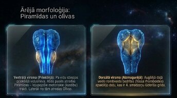 Презентация 'Nervu sistēmas arhitektūra un smadzeņu stumbrs', 8.
