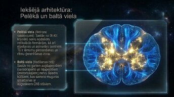 Презентация 'Nervu sistēmas arhitektūra un smadzeņu stumbrs', 9.