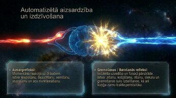 Презентация 'Nervu sistēmas arhitektūra un smadzeņu stumbrs', 11.