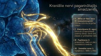 Презентация 'Nervu sistēmas arhitektūra un smadzeņu stumbrs', 12.