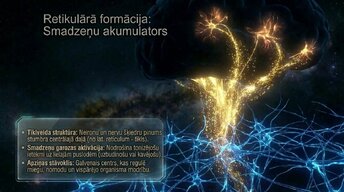 Презентация 'Nervu sistēmas arhitektūra un smadzeņu stumbrs', 13.