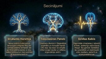 Презентация 'Nervu sistēmas arhitektūra un smadzeņu stumbrs', 14.