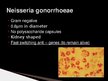 Презентация 'Gonorrhea', 4.