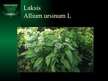 Презентация 'Aizsargājamie augi Latvijā', 10.