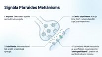 Презентация 'Neiropeptīds Y un galvenie neiromediatori', 5.