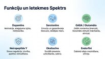 Презентация 'Neiropeptīds Y un galvenie neiromediatori', 6.