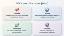 Презентация 'Neiropeptīds Y un galvenie neiromediatori', 14.