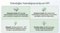 Презентация 'Neiropeptīds Y un galvenie neiromediatori', 16.