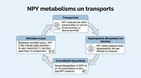 Презентация 'Neiropeptīds Y un galvenie neiromediatori', 19.