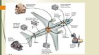 Презентация 'Boeing Electrical System', 16.