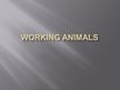 Презентация 'Working Animals', 3.