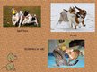 Презентация 'Prezentācija par mājdzīvniekiem 5-6 gadus veciem bērniem', 22.