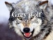 Презентация 'Grey Wolf', 1.