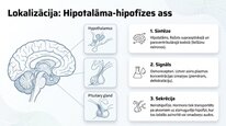Презентация 'Vazopresīns', 7.
