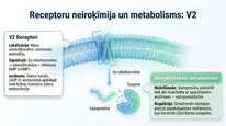 Презентация 'Vazopresīns', 20.