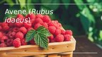 Презентация 'Avene (Rubus idaeus)', 1.