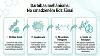 Презентация 'Oksitocīns', 5.