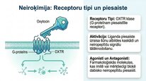 Презентация 'Oksitocīns', 15.