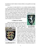 Реферат 'Balkānu heraldika: Bulgārijas un Serbijas piemēri', 6.