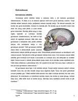 Конспект 'Anatomija - galvaskauss, kauli, muskuļi', 4.