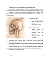 Конспект 'Anatomija - galvaskauss, kauli, muskuļi', 6.