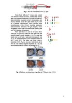 Отчёт по практике 'The Y Chromosome of Drosophila Melanogaster and Aging', 6.