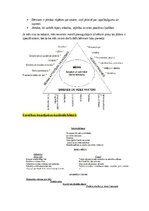 Конспект 'Bērnu uzvedības traucējumi un pozitīvā disciplinēšana', 13.