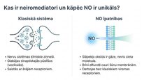 Презентация 'Slāpekļa oksīds', 2.