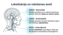 Презентация 'Slāpekļa oksīds', 7.