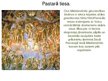 Презентация 'Dižrenesanses mākslinieki Itālijā 15.-16.gadsimtā', 17.