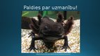 Презентация 'Kā rodas jauns organisms?Aksolotls jeb Meksikas salamandra (Ambystoma mexicanum)', 10.